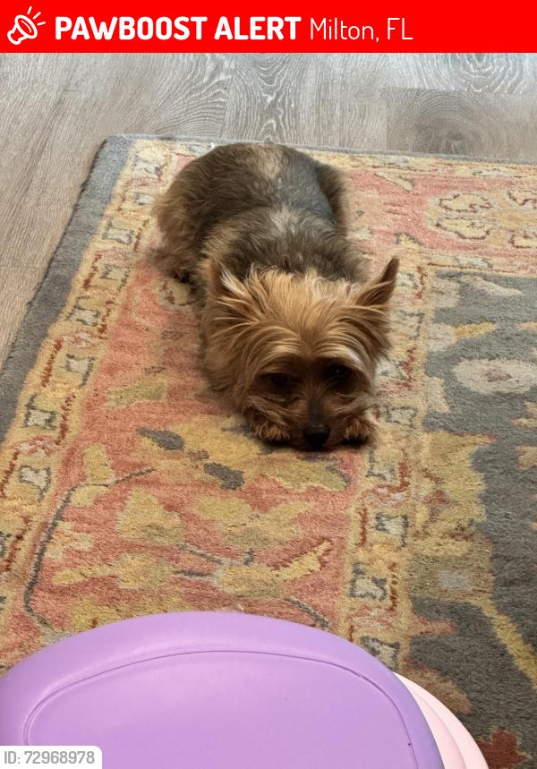Lost Male Dog last seen Berry hill and Spencer field by the neighborhood Walmart , Milton, FL 32571