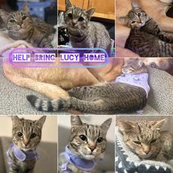 Lost Female Cat last seen S Nu vista ln and e Huntington (Mill Ave and Southern), Tempe, AZ 85282