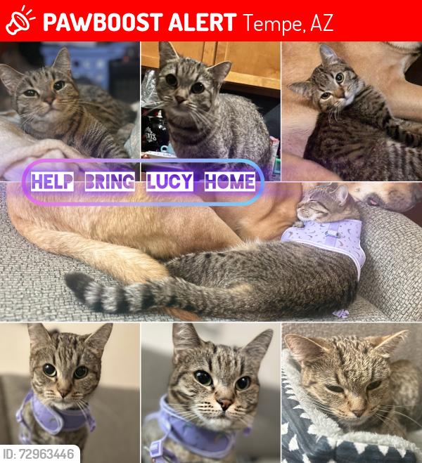 Lost Female Cat last seen S Nu vista ln and e Huntington (Mill Ave and Southern), Tempe, AZ 85282