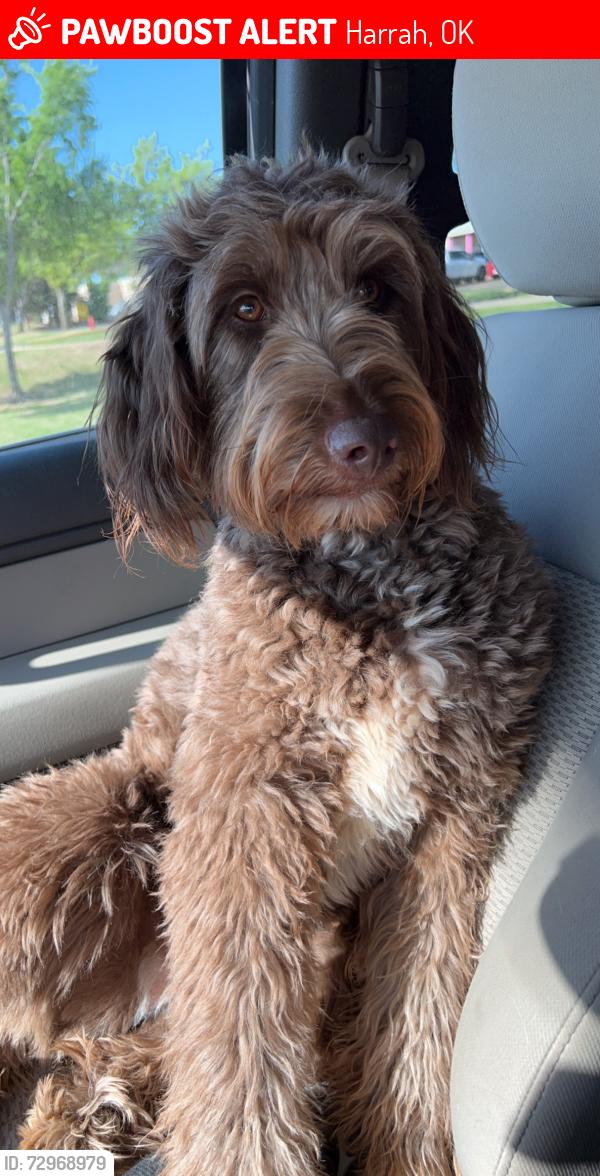 Lost Female Dog last seen Harrah High School, Harrah, OK 73045