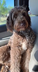 Lost Female Dog last seen Harrah High School, Harrah, OK 73045