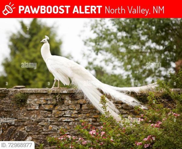 Lost Male Bird last seen Edith just north of Montano, North Valley, NM 87107