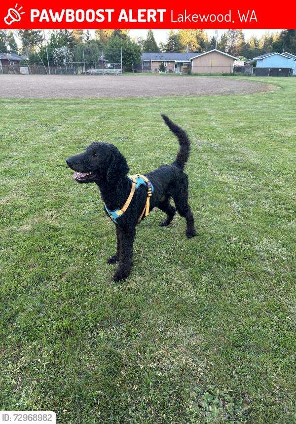 Lost Male Dog last seen Cochise Lane, Lakewood, WA 98499