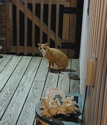 Found/Stray Unknown Cat last seen Riverview Ln off Riverwood Dr, Davidson County, NC 27292