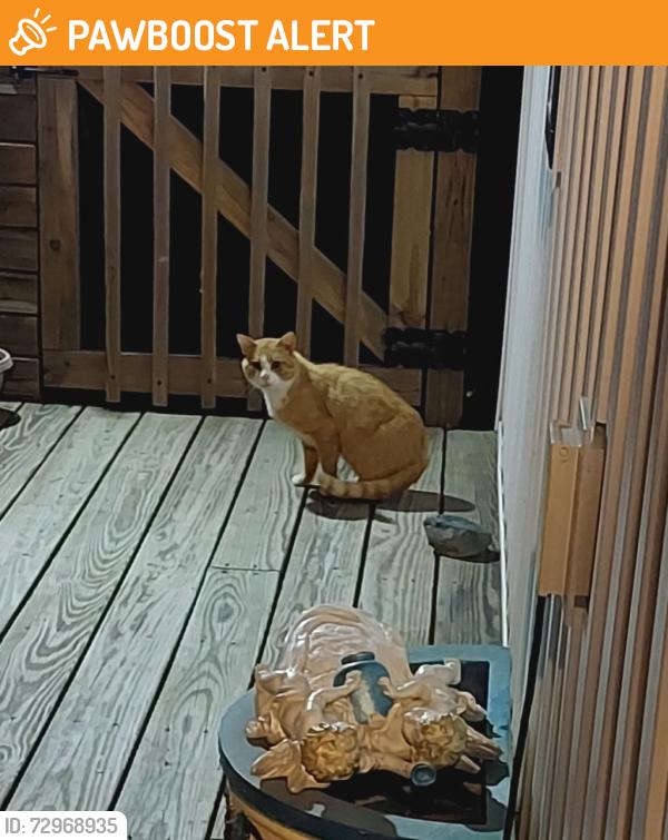 Found/Stray Unknown Cat last seen Riverview Ln off Riverwood Dr, Davidson County, NC 27292