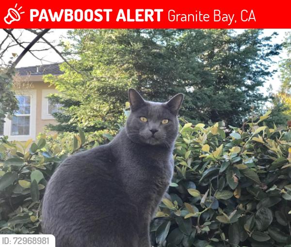 Lost Male Cat last seen Village Center Dr. and E.Roseville Pkwy, Granite Bay, CA 95746