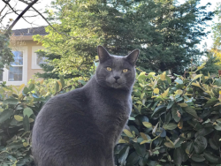 Lost Male Cat last seen Village Center Dr. and E.Roseville Pkwy, Granite Bay, CA 95746