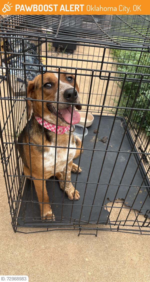 Found/Stray Female Dog last seen Se 89th st, okc, ok, Oklahoma City, OK 73139