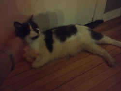 Reunited Male Cat last seen Pierce and Spring St, Minneapolis, MN 55411
