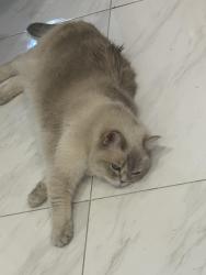 Reunited Female Cat last seen Erin Mills Parkway & Mcfarren Blvd , Mississauga, ON L5M 5Z8