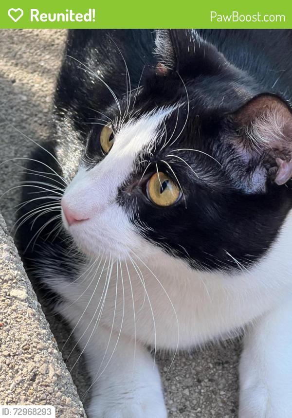 Reunited Male Cat last seen Hill Ave, Glen Ellyn, IL 60137