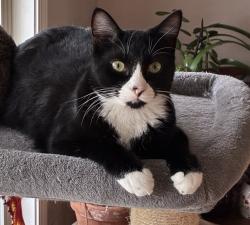 Reunited Male Cat last seen Near SE El Camino Dr. Gresham, Gresham, OR 97080