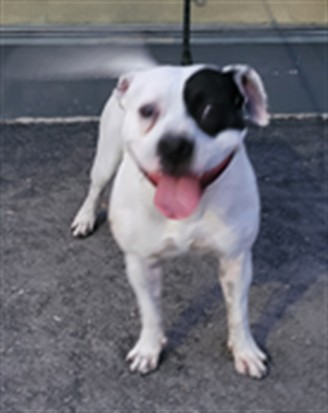 Shelter Stray Male Dog last seen , Los Angeles, CA 90047