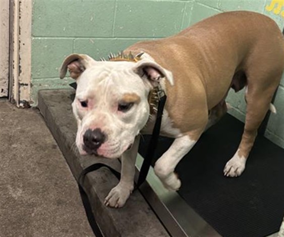 Shelter Stray Female Dog last seen WATT AVE & AUBURN BLVD, Sacramento, CA 95818