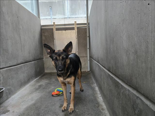Shelter Stray Female Dog last seen , San Pedro, CA 90731