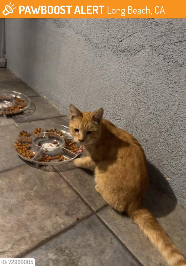 Found/Stray Male Cat last seen Orange and Gundry, Long Beach, CA 90805