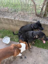 Found/Stray Male Dog last seen Apache and mlk, Tulsa, OK 74106