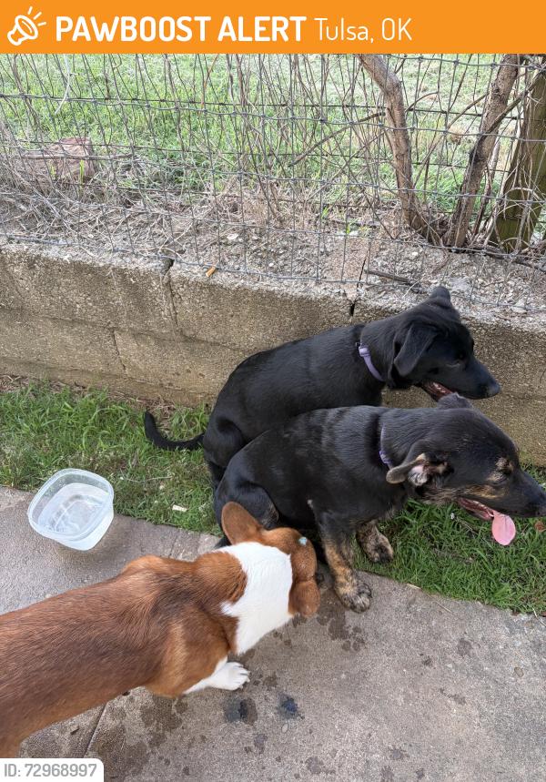 Found/Stray Male Dog last seen Apache and mlk, Tulsa, OK 74106
