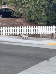 Found/Stray Male Dog last seen Near Carlsbad St San Diego, CA  92114 United States, San Diego, CA 92114