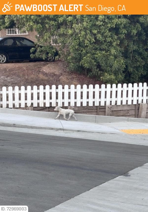 Found/Stray Male Dog last seen Near Carlsbad St San Diego, CA  92114 United States, San Diego, CA 92114
