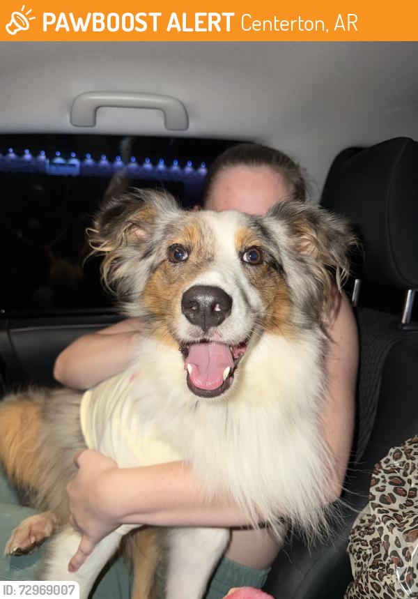 Found/Stray Unknown Dog last seen Char-Lou ests Neighborhood , Centerton, AR 72719