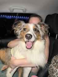 Found/Stray Unknown Dog last seen Char-Lou ests Neighborhood, Centerton, AR 72719