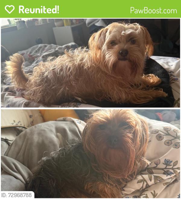 Reunited Male Dog last seen Delano & Ottawa Ave, San Francisco, CA 94112