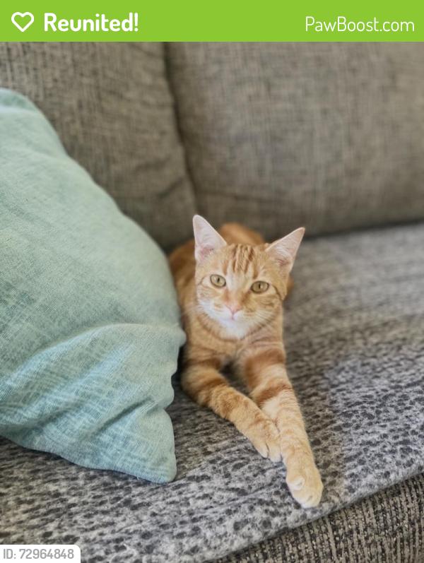 Reunited Female Cat last seen Near Springfield Dr, Chico, CA 95928, USA, Chico, CA 95928