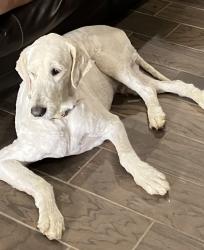 Lost Male Dog last seen Vinewood Neighborhood , Burleson, TX 76028