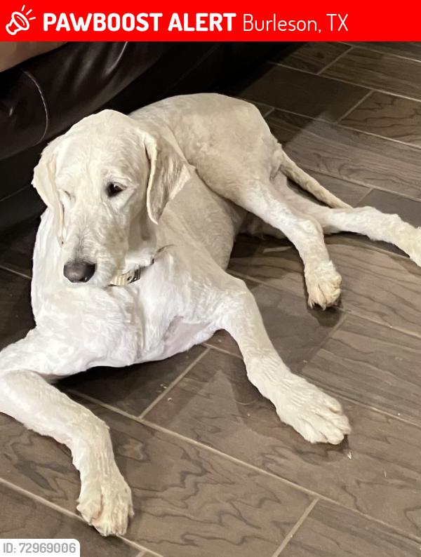 Lost Male Dog last seen Vinewood Neighborhood , Burleson, TX 76028