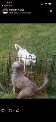 Reunited Unknown Dog last seen Plott/Burnt Umber Dr, Charlotte, NC 28215
