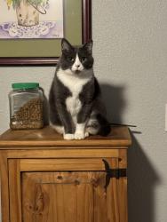 Lost Female Cat last seen Westhill, Cleburne, TX 76033
