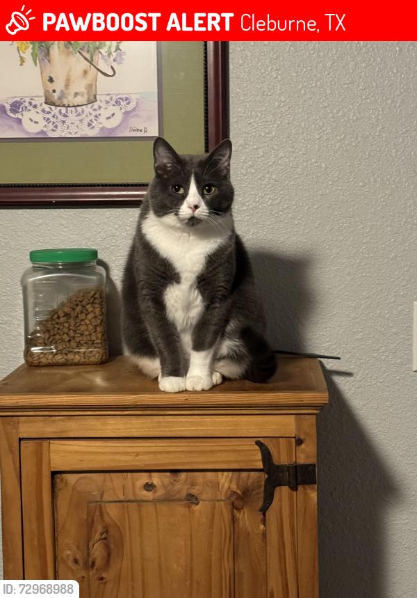 Lost Female Cat last seen Westhill, Cleburne, TX 76033