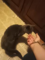 Found/Stray Unknown Cat last seen North Oakland near Oakwood cemetery, Sharon, PA 16146