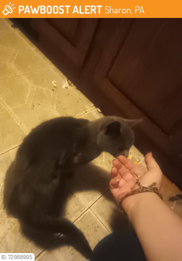 Found/Stray Unknown Cat last seen North Oakland near Oakwood cemetery , Sharon, PA 16146