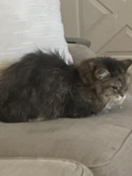 Reunited Female Cat last seen Denver Racket Club, Lakewood, CO 80214