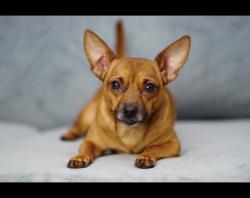 Reunited Male Dog last seen Sw 38th circle, Ocala florida, Ocala, FL 34473