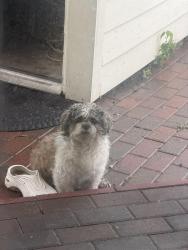 Lost Male Dog last seen Gessner and triple crown, Houston, TX 77071