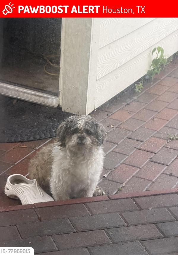 Lost Male Dog last seen Gessner and triple crown, Houston, TX 77071