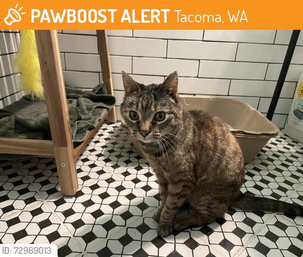 Found/Stray Female Cat last seen 41st and Yakima , Tacoma, WA 98418