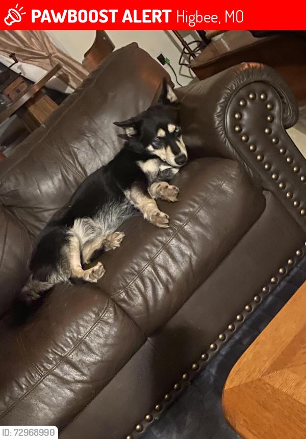 Lost Female Dog last seen Monroe St Higbee Mo, Higbee, MO 65257