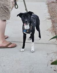 Reunited Female Dog last seen Near Lees Ave, Long Beach, CA 90808, USA, Long Beach, CA 90808