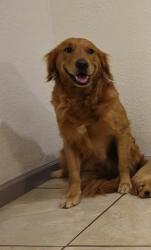 Lost Male Dog last seen Sam Houston fannin st, San benito tx, San Benito, TX 78586