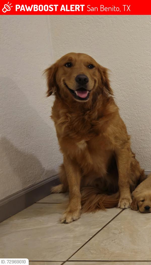 Lost Male Dog last seen Sam Houston fannin st, San benito tx, San Benito, TX 78586
