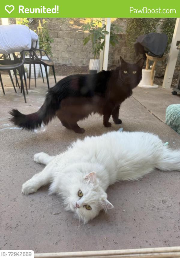 Reunited Female Cat last seen Park Drive/ Hillcrest/Crest Drive, Rocklin, CA 95765