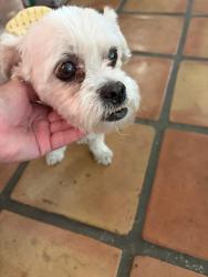 Found/Stray Female Dog last seen Fritz Burns Park,  52 Avenue, COVE, La Quinta, CA 92253