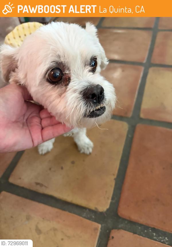 Found/Stray Female Dog last seen Fritz Burns Park,  52 Avenue, COVE, La Quinta, CA 92253