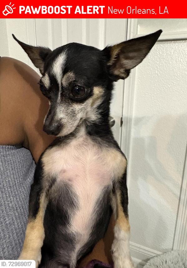 Lost Male Dog last seen Elysian field area and filmore , New Orleans, LA 70122