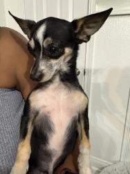 Lost Male Dog last seen Elysian field area and filmore , New Orleans, LA 70122