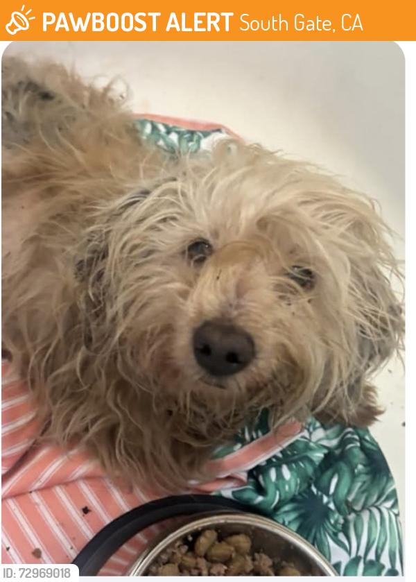 Found/Stray Female Dog last seen Tweedy & Alondra, South Gate, CA , South Gate, CA 90280